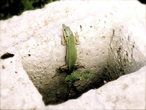 Maltese Lizard