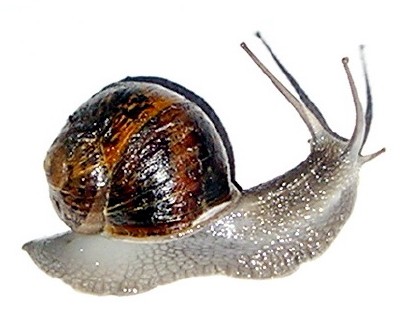 Irish Snail